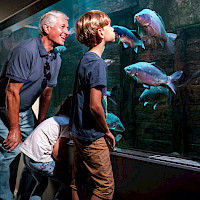 Ein Großvater und zwei Enkelkinder betrachten fasziniert Fische in einem Aquarium. Sie stehen vor der großen Glasscheibe und beobachten die Fische, die im Wasser schwimmen