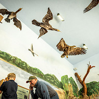 Eine Familie mit Kind besucht die Dauerausstellung Neschwitzer Vogelschutzpavillon das Vogelarten und ihre Lebensräume in Mitteleuropa präsentiert. Wasservögel hängen als Beispiele an der Decke