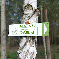 Ein Schild weist auf einen Rundweg im Biotopverbund Caminau hin. Das Schild ist an einem Birkenstamm im Wald befestigt.