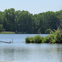 Ein Schwan schwimmt im See vor einem Wald. Weiter hinten schwimmt eine Ente auf dem Wasser.