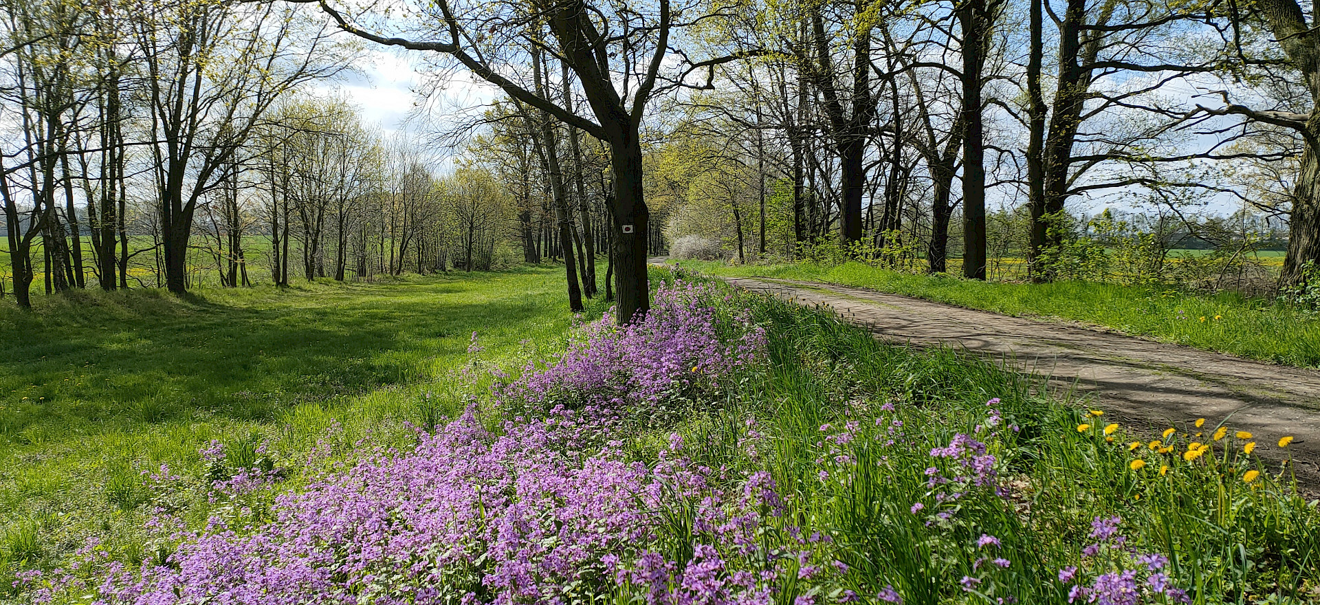 Frühlingswald am Neuteich bei Radibor