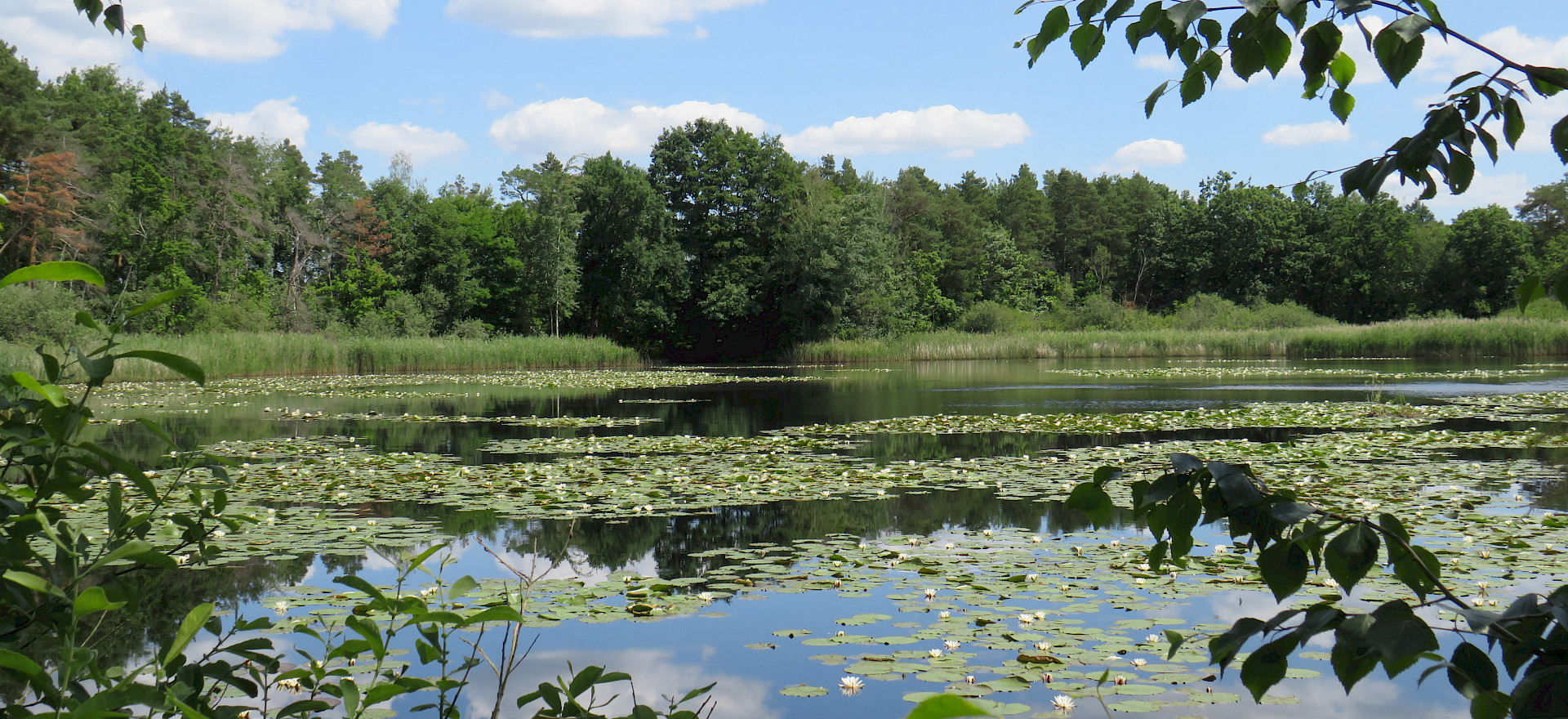 Seerosen, Oberer Gersdorfteich, Gemeinde Königswartha
