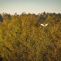 Ein Reiher mit ausgebreiteten Flügeln fliegt vor einem Wald aus herbstlich gefärbten Bäumen. Ein Seeadler sitzt in den Bäumen. Zelders_Teiche_bei_Wittichenau