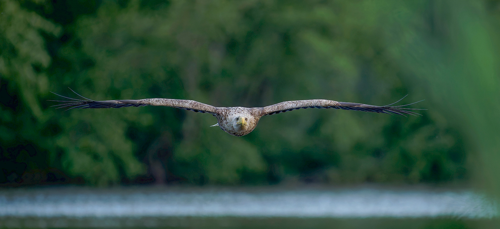 ein Seeadler mit ausgespannten Flügeln fliegt über einen Teich